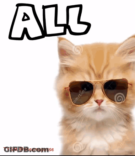 A Cat Wearing Sunglasses With The Word All Written Above It GIF