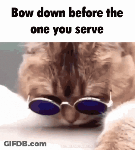 A Cat Wearing Sunglasses With The Words Bow Down Before The One You Serve Below It GIF