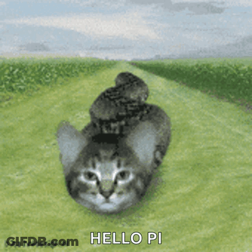 A Cat With A Bird On Its Head And The Words Hello Pi Written Below It GIF
