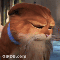 A Cat With A Blue Collar Is Looking At The Camera GIF