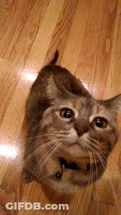 A Cat With A Blue Collar Looks Up At The Camera GIF