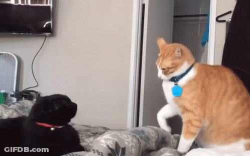 A Cat With A Blue Tag On Its Neck Stands Next To A Black Dog GIF