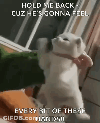 A Cat With A Bow Tie Says Hold Me Back Cuz He 'S Gonna Feel Every Bit Of These Hands !! GIF