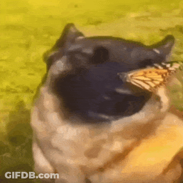 A Cat With A Butterfly In Its Mouth Is Looking At The Camera . GIF