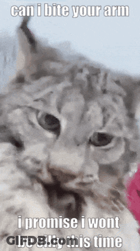 A Cat With A Caption That Says Can I Bite Your Arm GIF