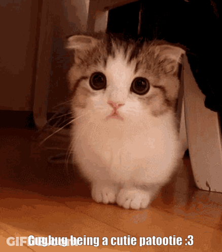 A Cat With A Caption That Says ' Gugbug Being A Cutie Patootie 3 ' GIF