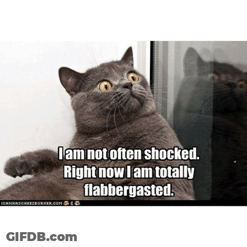 A Cat With A Caption That Says " I Am Not Often Shocked Right Now I Am Totally Flabbergasted . " GIF