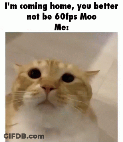 A Cat With A Caption That Says I 'M Coming Home You Better Not Be 60Fps Moo Me GIF