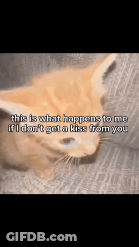 A Cat With A Caption That Says " This Is What Happens To Me If I Don T Get A Kiss From You " GIF