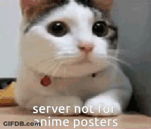 A Cat With A Collar Is Laying On A Table With The Words `` Server Not For Anime Posters '' Written On It . GIF