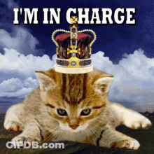 A Cat With A Crown On Its Head And The Words I 'M In Charge GIF