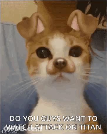 A Cat With A Dog 'S Face On Its Face Is Being Held By A Person . GIF
