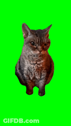 A Cat With A Green Screen Behind It GIF