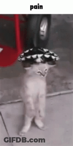 A Cat With A Hat On Its Head Is Standing On The Ground . GIF