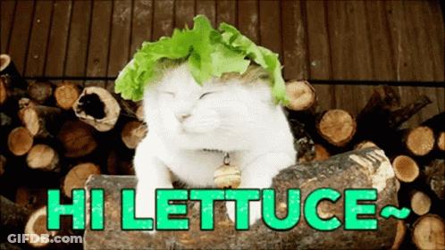 A Cat With A Lettuce On Its Head Is Sitting On A Log With The Words Hi Lettuce Below It GIF
