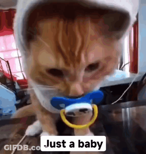 A Cat With A Pacifier In Its Mouth And The Words Just A Baby Below It . GIF