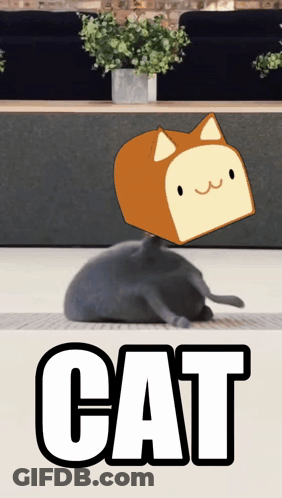 A Cat With A Piece Of Bread On Its Head And The Word Cat Underneath GIF