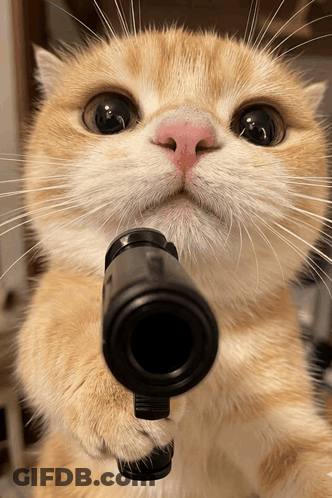 A Cat With A Pink Nose Is Holding A Gun In Its Paw GIF