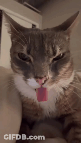A Cat With A Pink Tongue Sticking Out Of Its Mouth GIF