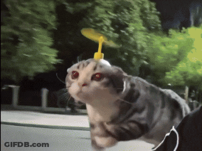 A Cat With A Propeller On Its Head Looks At The Camera GIF