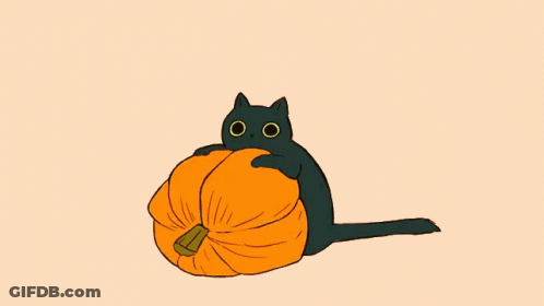 A Cat With A Pumpkin On Its Head Is Sitting Down . GIF