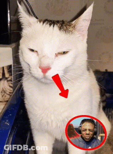 A Cat With A Red Arrow Pointing To A Picture Of A Man With Headphones GIF