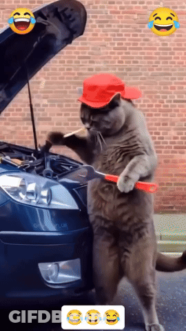 A Cat With A Red Hat Is Working On A Lexus Car GIF