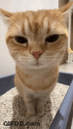 A Cat With A Red Nose Is Sitting In A Blue Litter Box GIF