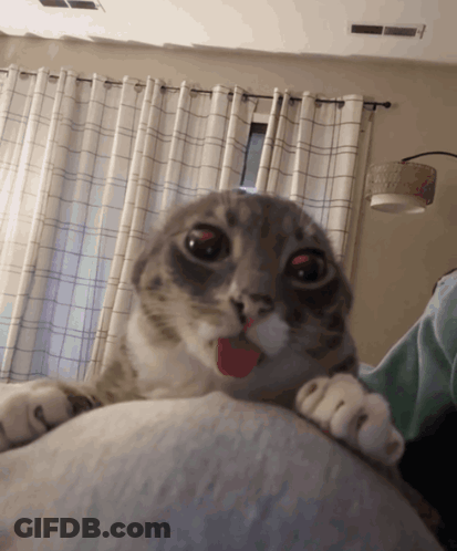 A Cat With A Red Tongue Sticking Out Is Laying On A Pillow GIF