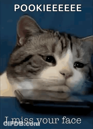 A Cat With A Sad Look On Its Face Is Sitting Next To A Phone . GIF