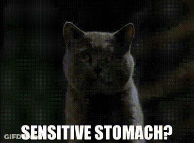 A Cat With A Sensitive Stomach Is Looking At The Camera GIF