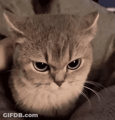 Serious-Looking Cat GIF