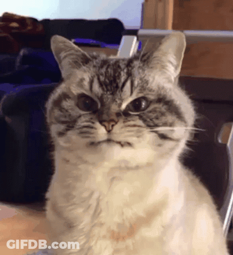 A Cat With A Serious Look On Its Face Looks At The Camera GIF