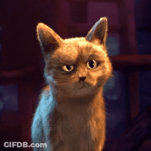 A Cat With A Serious Look On Its Face Looks At The Camera GIF