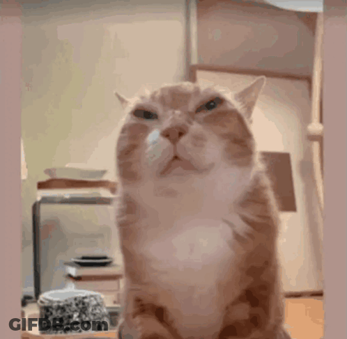 A Cat With A Serious Look On Its Face Looks At The Camera GIF