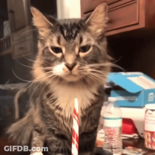 A Cat With A Straw In Its Mouth GIF
