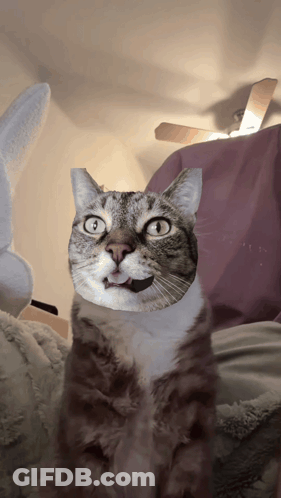 A Cat With A Surprised Expression On Its Face GIF