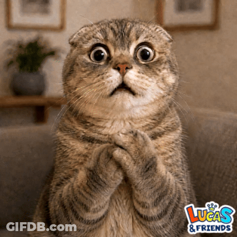 A Cat With A Surprised Look On Its Face And A Lucas & Friends Logo GIF