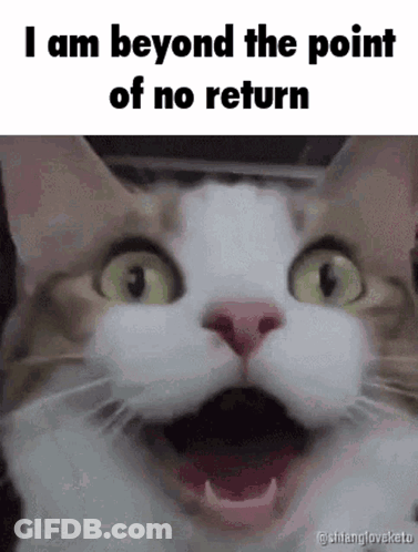 A Cat With A Surprised Look On Its Face And The Words `` I Am Beyond The Point Of No Return '' Written Above It . GIF