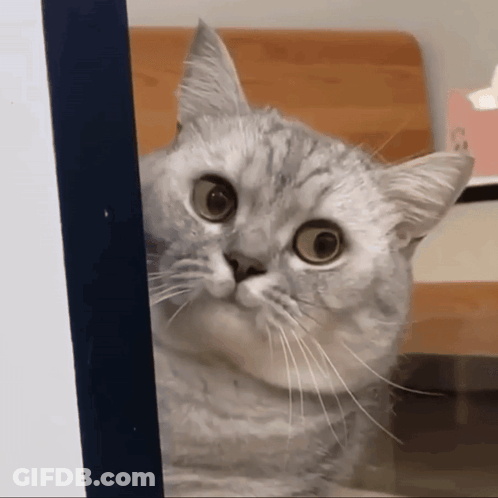 A Cat With A Surprised Look On Its Face Is Looking Through A Window GIF