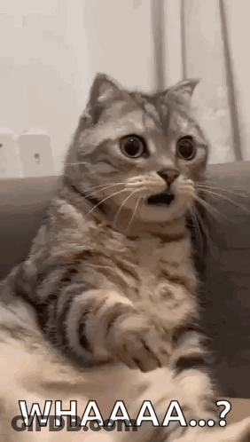 A Cat With A Surprised Look On Its Face Is Sitting On A Couch And Looking At The Camera . GIF