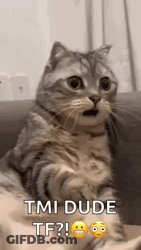 A Cat With A Surprised Look On Its Face Is Sitting On A Couch And Making A Funny Face . GIF