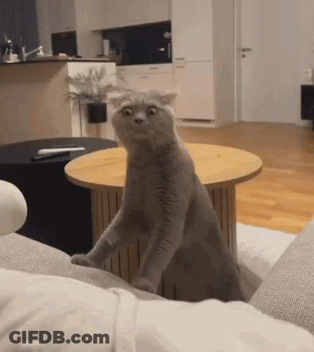 A Cat With A Surprised Look On Its Face Sitting On A Couch GIF