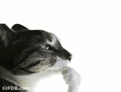 A Cat With A Thought Bubble Saying Peak Above It GIF