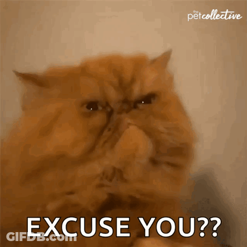 A Cat With A Very Angry Look On Its Face Says Excuse You GIF