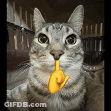 A Cat With A Yellow Finger On Its Mouth Looks At The Camera GIF