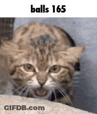 A Cat With Balls 165 Written On The Bottom GIF