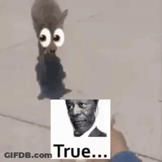 A Cat With Big Eyes And A Picture Of A Man . GIF