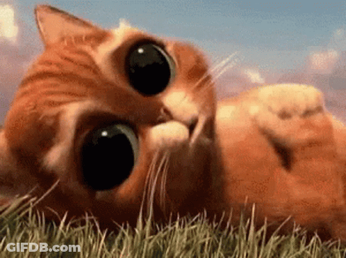 A Cat With Big Eyes Is Laying In The Grass . GIF