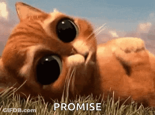 A Cat With Big Eyes Is Laying In The Grass With The Word Promise Behind It . GIF